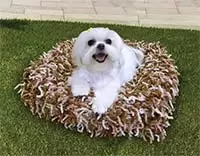cama-pet-mini