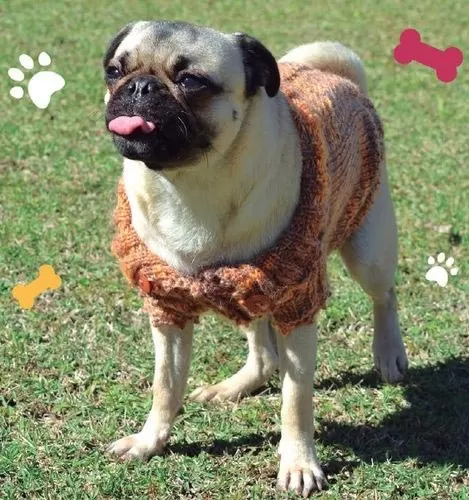 roupa-pet-pequeno-porte-2