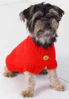 cachorro