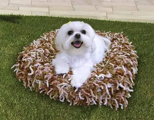 cama-pet