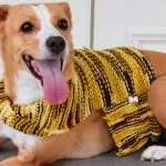 Roupinha Pet de Tricô – EuroRoma Milano
