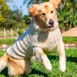 Suéter de Tricô Luxo para Pet com Fio Amiga